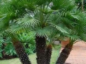 Palmeira Chameorops Humilis
