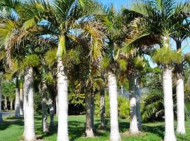 Palmeira Fuso