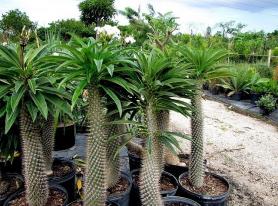 Palmeira Madagascar
