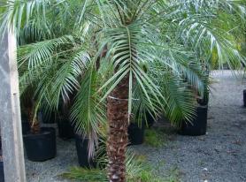 Palmeira Phoenix Roebelinii