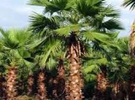 Palmeira Washingtonia