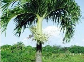 Palmeira Jerivá