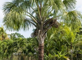 Palmeira Buriti